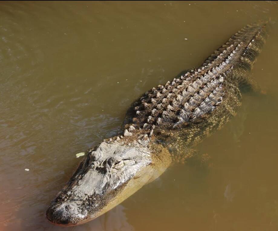 Guided Alligator Hunt