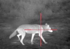 Predator Hunt
